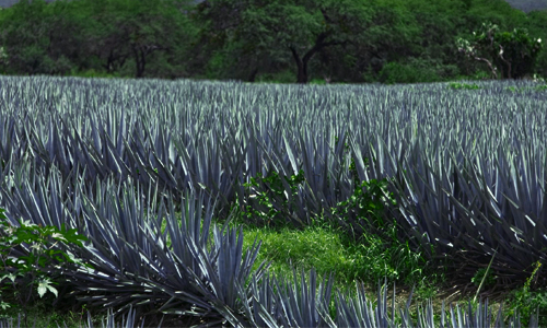 Agave Landscape and Ancient Industrial Facilities of Tequila