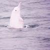 Chinese White Dolphins